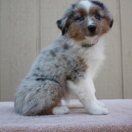 Miniature American Shepherd Puppies from Gottabe Miniature American Shepherds
