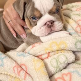 Bulldog Puppies from ABC Bulldogs
