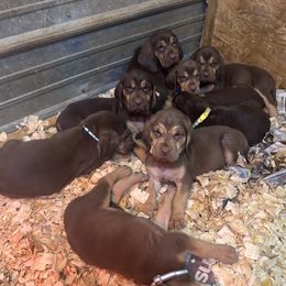 Bloodhound puppies from Hardiman’s Howlin’ Hounds