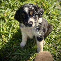 Joleen - Black tri female Miniature Australian Shepherd puppy in North Lakeport, California from Wild Rose Ranch