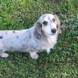 Ace - Dachshund