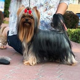 Archie - Yorkshire Terrier