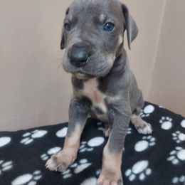 Boy 3 - Blue Great Dane puppy in Auburn, New York from Danes of Angels