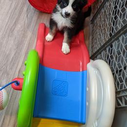 Australian Shepherd Puppies from MilkyWay Aussies with Tails