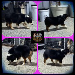 Poppy Poo - Toy Australian Shepherd