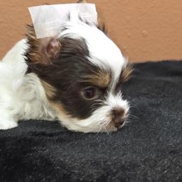 Yorkshire Terrier puppies from Pooch Perfect Puppies