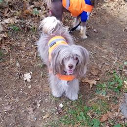 Faith - Chinese Crested