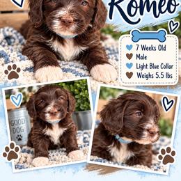 Romeo - Teal Blue - Brown and white male Bernedoodle puppy in Winfield, Alabama from Rose Lane Doodles
