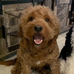 Louie - Goldendoodle