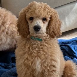 Lime Boy - Goldendoodle puppy from Poodles of New Orleans