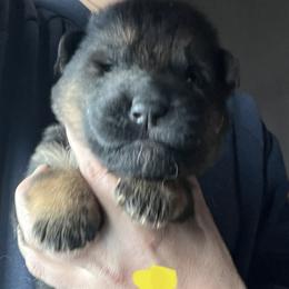 Yellow boy - Black and red male German Shepherd puppy in Worthington, Indiana from Aus Gerstbrei German Shepherds