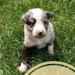 Ada - Blue merle female Miniature Australian Shepherd puppy in Kettle Falls, Washington from Ellie's Miniature Australian Shepherds
