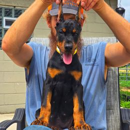 Faye - Black and rust female Doberman Pinscher puppy in China Township, Michigan from Snell's Superior Kennel Dobermann & GSP