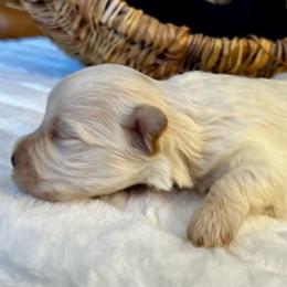Zeus - Wheaten male Miniature Schnauzer puppy in Menifee, California from Moonshine’s Minis