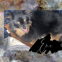 Ena - Pomeranian