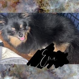 Ena - Pomeranian