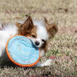 Border Collies and Papillons from Evolution Sport Dogs
