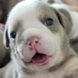 Bulldogs from Pech Family Bulldogs