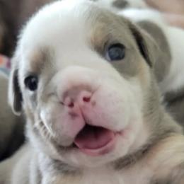 Bulldogs from Pech Family Bulldogs