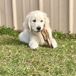 Lulu - Light golden female Golden Retriever puppy in Pittsgrove, New Jersey from Journeyman Goldens