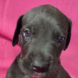 Great Dane Puppies from Stancydane AKC Great Danes