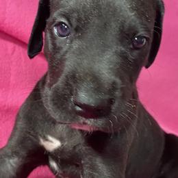 Great Dane Puppies from Stancydane AKC Great Danes
