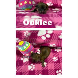 Oaklee - Red gold female Lhasa Apso puppy in Cincinnati, Ohio from Shangri-La Lhasa Apsos