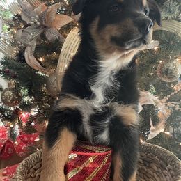 Australian Shepherd Puppies from Mundo Farm Aussies