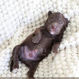 Basil - Brown male Cockapoo puppy in Savannah, Georgia from Vino and Vespa Doodles