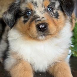 Florrie-has tail-many videos - Red merle female Australian Shepherd puppy in Troy, South Carolina from Australian Shepherds of 3/W Farms
