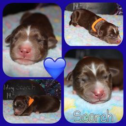 Scorch - Red tri-color male Australian Shepherd puppy in Levelland, Texas from Once Upon a Time Aussies
