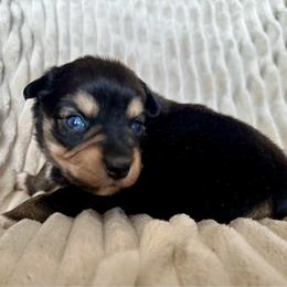 Sandy - Black tri female Miniature Australian Shepherd puppy in New Hampton, Iowa from Full River Australian Shepherds