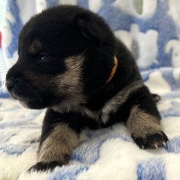Kuro x Kitty Bravo Boy 6 - Black and tan male Shiba Inu puppy in Brecksville, Ohio from Shomaisou Shiba Inu