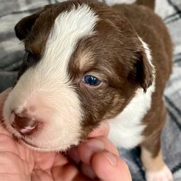 Holly - White and red female Border Collie puppy in Rickman, Tennessee from Roaring River Border Collies