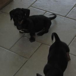 Dachshund puppies from Lori's Cavalier King Charles Spaniels & Dachshunds