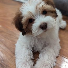 Havanese Puppies from MT's Havanese