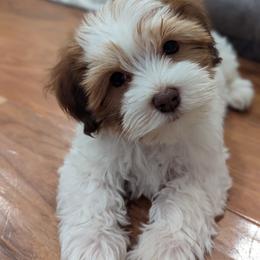 Havanese Puppies from MT's Havanese