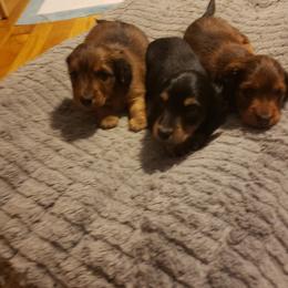 Dachshund Puppies from Mel's LowRider Ranch