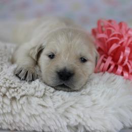 Golden Retriever Puppies from Mountain Sky Goldens   https://youtu.be/30SVQesEtig?si=CMjASv_Tza1VKSNt