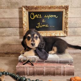 Dachshund Puppies from Brown's Valley Dachshunds