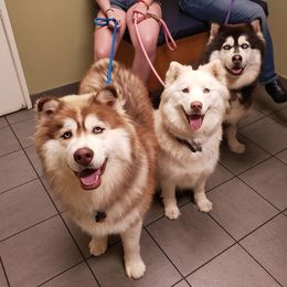 Siberian Husky All Grown Up from Freedom Huskies