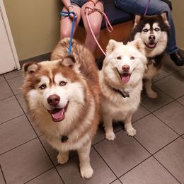 Siberian Husky All Grown Up from Freedom Huskies