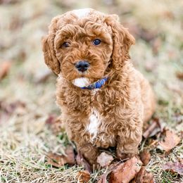 Cavapoo and Goldendoodle Puppies from A2Z Doodles