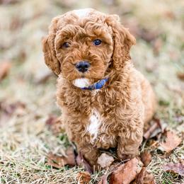 Cavapoo and Goldendoodle Puppies from A2Z Doodles