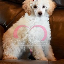 Miniature Australian Shepherd, Poodle, and Toy Australian Shepherd Puppies from Donna’s Aussies & Pink Heart Poodles