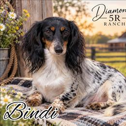 Bindi - Dachshund