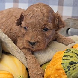 Prancer - Red male Cavapoo puppy in Blackfoot, Idaho from Rocky Desert Goldens and Cavaliers