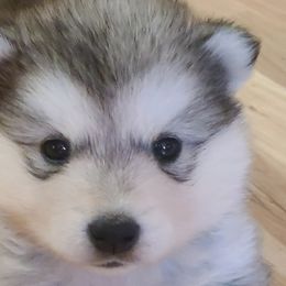 Alaskan Malamute Puppies from New River Valley Malamutes