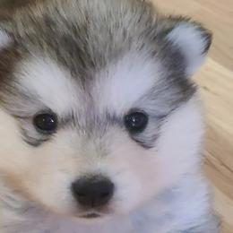 Alaskan Malamute Puppies from New River Valley Malamutes