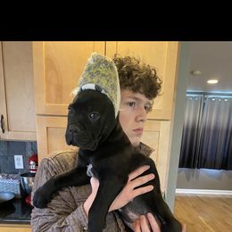 Boy 1 - Gray brindle male Cane Corso puppy in Olympia, Washington from Grayling Dawn Cane Corso